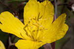 Narrowleaf evening-primrose
